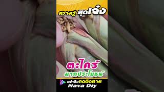 ตะไคร้ สุขภาพดี ถ้ารู้สิ่งนี้ | Nava DIY