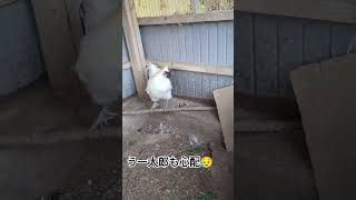 🐔烏骨鶏🐓夫婦の成長✨　#卵　#孵化　#烏骨鶏　#ひよこ