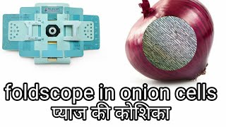 foldscope in onion cells hacker om foldscope