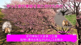 【わんことお出かけ】坂戸の安行桜と大宮第二公園に行ってきたよ【わんことお散歩】