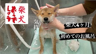 柴犬4ヶ月初めてのシャンプー