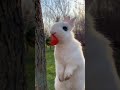 cute rabbit eat strawberry #viral #shorts