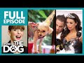 Pampered Dogs, 💩 in the Bed, & Training a Pig?! | Full Episode | It's Me or The Dog