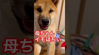 離れたくない理由は…芋！？爆笑柴犬の日常😂　#子犬　#柴犬　#犬　#おもしろ #犬のいる暮らし