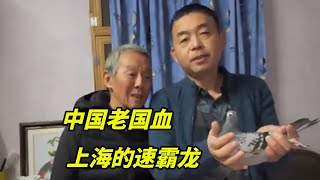 拜访上海养鸽家徐老师，参观中国老国血