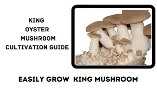 EASILY GROW KING OYSTER MUSHROOM | Kingg Trumpet Mushroom Cultivation