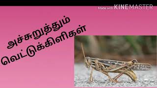 Locust attack in India in Tamil | வெட்டுக்கிளிகள் படையெடுப்பு |Grasshopper attack in India 2020