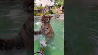 Tiger Jumps into Water at Mumbai Zoo 🤯😱😃.  Jijamata Udyan Byculla Mumbai Tiger Pool Wildlife jungle