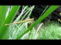 キイトトンボ（ceriagrion melanurum）　　2012 video 01