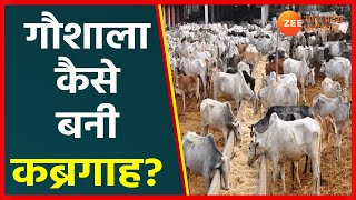 LIVE| गौशाला कैसे बनी कब्रगाह?