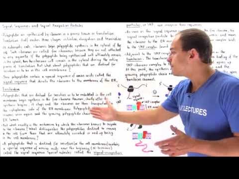 What is the role of the signal sequence of a Preprohormone?