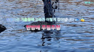 고수가 최고겨울시즌에 참볼락을 줄줄이 잡아냅니다 🐟 👍🏼