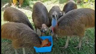 CSouthern Cassowary (Casuarius casuarius) นกคาสโซวารี่ มาลัยฟาร์ม มาลัย Ostrich Farm นกไดโนเสาร์