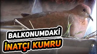 BALKONUMDAKİ İNATÇI KUMRU | AYNI YERE 3. YUVA