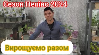 Пепіно - Сезон 2024 розпочато. Догляд, грунти, рекомендації по вирощуванню пепіно)))