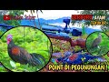 Hunting Jungle Fowl || part of the jungle fowl in the mountains bonus turtles !