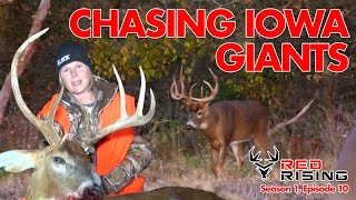Chasing Giant Iowa Whitetails #deerhunting