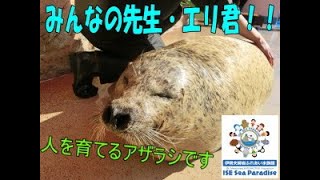 【ゴマフアザラシ】みんなの先生・エリ君！！（伊勢シーパラダイス／水族館）