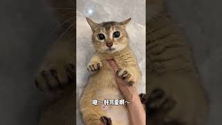 【眉姐姐的日常】养猫嘛…心理素质要过硬#一看就没什么心眼的猫猫 #被迫营业的猫猫#萌宠好物抖起来 # #猫狗双全 #猫狗大战  #pets #pets  #sphynx  #柴犬 #布偶猫