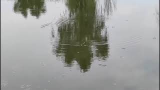 雨后狂拉小鲫鱼，比钓大鱼过瘾