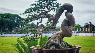 Indonesian bonsai exhibition part 1