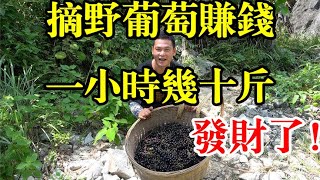 广西深山里发现一大片野葡萄，阿琪一个小时就摘了几十斤，这次赚大了【农村阿琪】