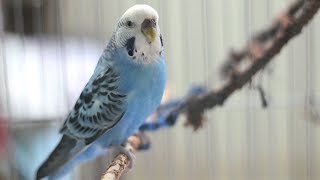 COMO FAZER BRINQUEDOS FÁCEIS PARA AVES | Julia Maciel