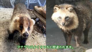 みてみて！とくやま動物園Episode42 ニホンアナグマ