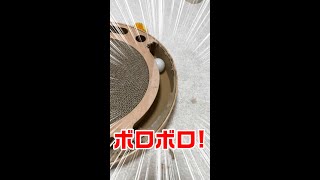 【スコ猫とペル猫】爪とぎ壊したのどっちですか？＃shorts