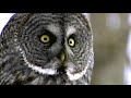 owls have superior senses nat geo wild