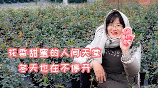 【海妈植物推荐】花香甜蜜人间天堂，冬天也在不停开