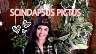 SCINDAPSUS PICTUS | MY FAVORITE HOUSEPLANT