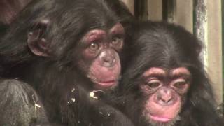 東山チンパンジー 双子の赤ちゃん 33  Chimpanzee twin baby