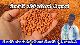 ತೊಗರಿ ಬೆಳೆಯುವ ವಿಧಾನ |  ತೊಗರಿ ಬೆಳೆದಿರುವ ರೈತರಿಂದ ಮಾಹಿತಿ | pigeon pea cultivation in karnataka. togari.