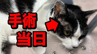 くぅちゃんの腫瘍の手術をしてきました（猫の肥満細胞腫）