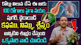 తిప్పతీగ..ఎన్నో వ్యాధులని అడ్డుకుంటుంది | Giloy for Viral Immunity | Many Benefits Of Giloy| Sumantv