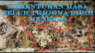 BUDIDAYA TRIGONA MENENTUKAN WAKTU TELUR TRIGONA BIROI MENETAS