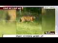 சுற்றுலா வாகனத்தை துரத்திய புலி வீடியோ காட்சி tiger