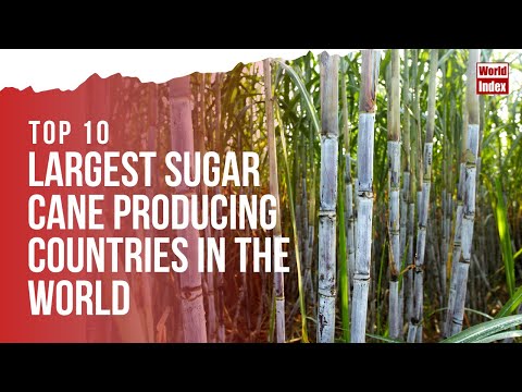 Which state is the largest producer of sugarcane?