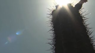 HEAT WAVE: Temperatures Soar In Phoenix, Flights Cancelled
