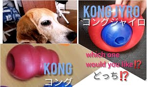 犬のおもちゃ【知育玩具】コングVSコングジャイロ Beagle dog like both kong gyro and kong