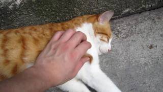 在街市公園睡覺的懶惰貓THE LAZY FAT CAT だみのねこMVI_1784.MOV