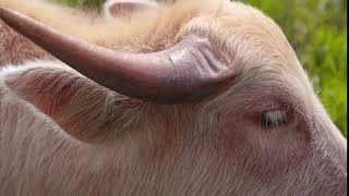 close up of pink bull with big horns