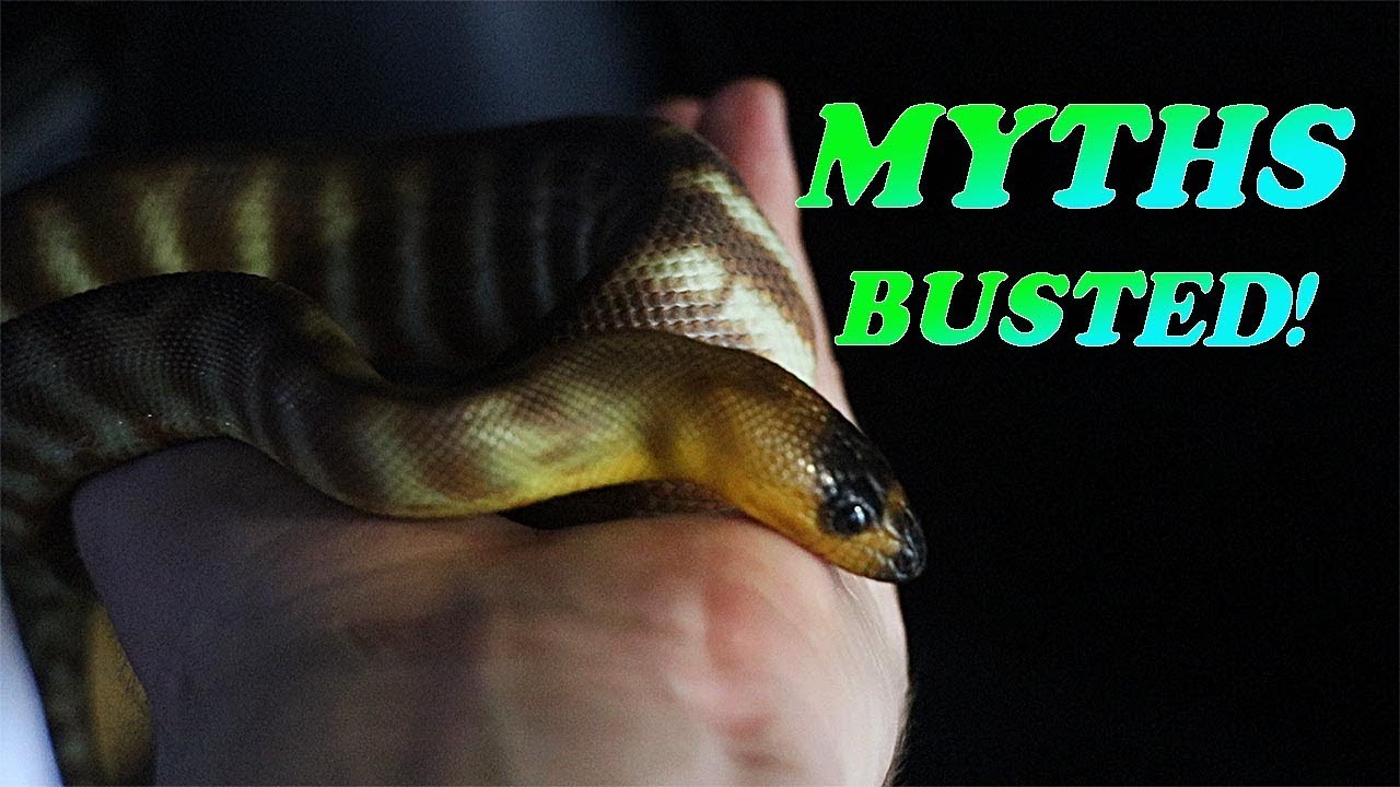 MYTHS ABOUT SNAKES - YouTube