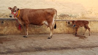 Jersey Cow for Sale, ਜਰਸੀ ਗਾਂ ਵਿਕਾਊ