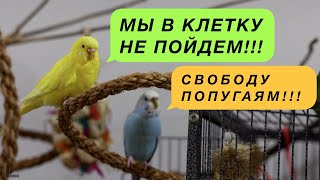 КАК ЗАМАНИТЬ ПОПУГАЯ ОБРАТНО В КЛЕТКУ ГУМАННО И ДОБРОВОЛЬНО