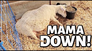 MAMA'S DOWN AND THESE LAMBS NEED OUT!  | Inducing \u0026 Treating for Pregnancy Toxemia | Vlog 594