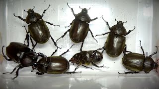 Many beetles hatched!