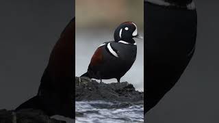 Male Harlequin Duck (January 15th, 2023) #shorts