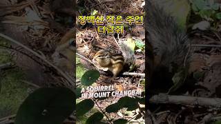 🐿️ 평생 갑질을 모르고 살아온 장백산의 작은 주인 다람쥐를 🐿️ 소개합니다 🐿️✨